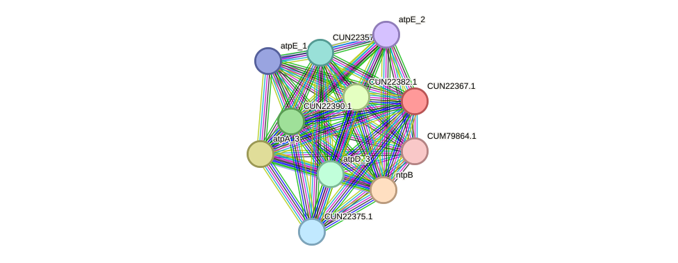 STRING protein interaction network