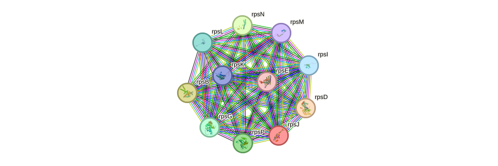 STRING protein interaction network