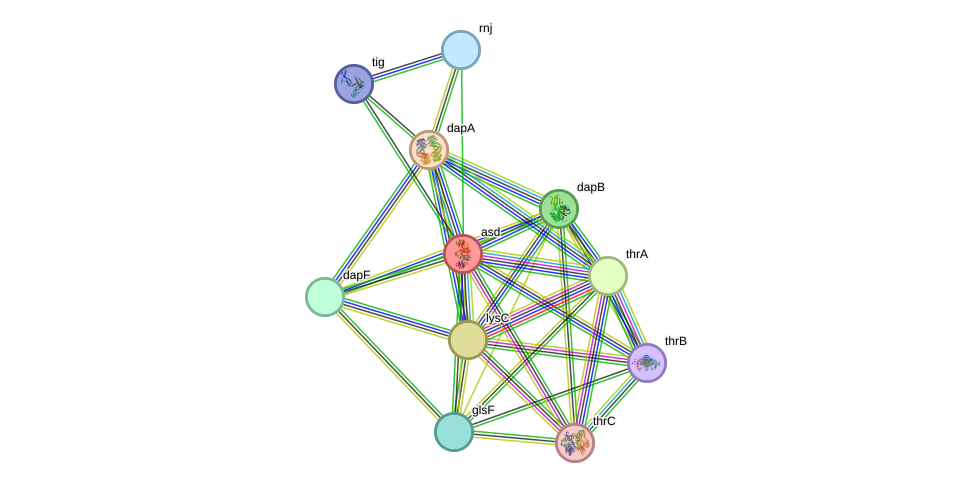 STRING protein interaction network