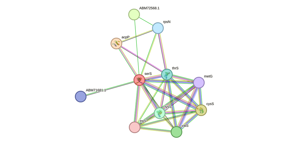 STRING protein interaction network