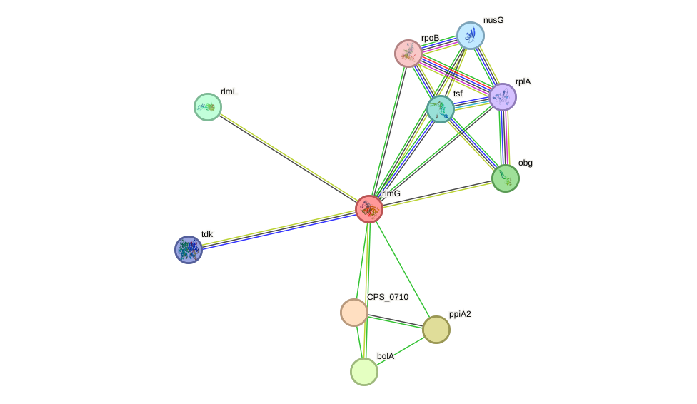 STRING protein interaction network