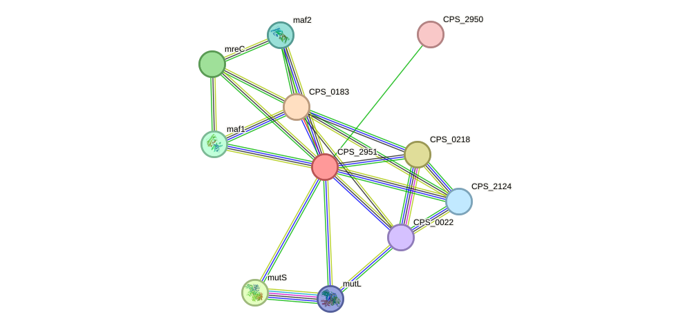 STRING protein interaction network