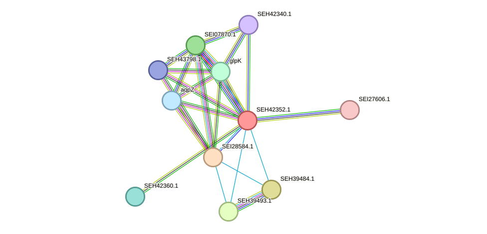 STRING protein interaction network