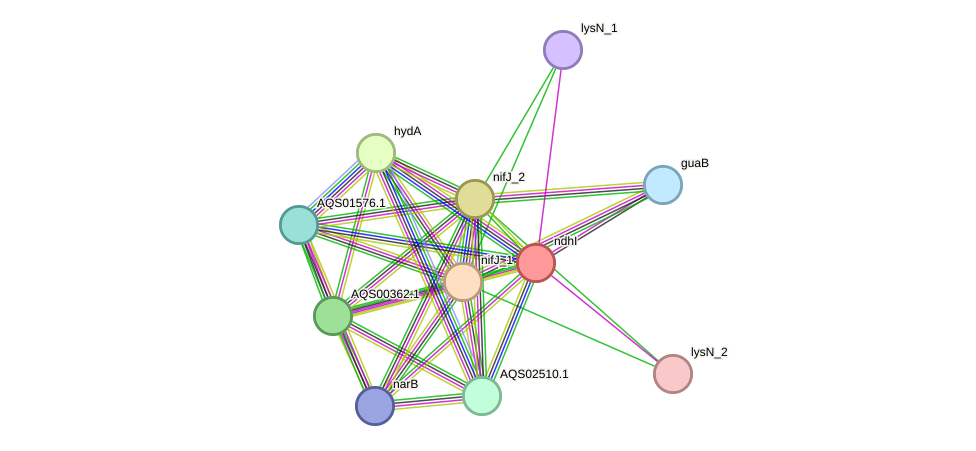 STRING protein interaction network