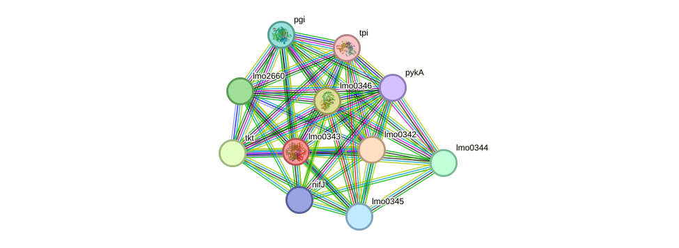 STRING protein interaction network