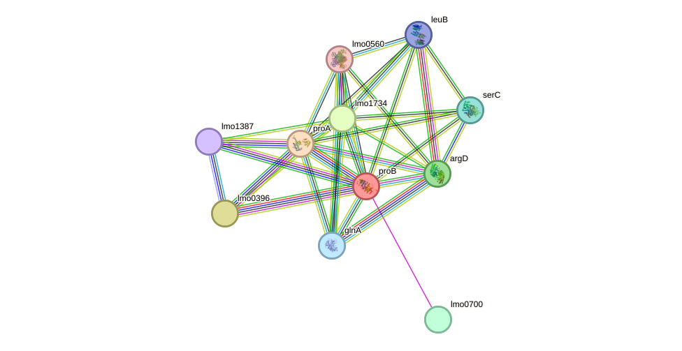 STRING protein interaction network