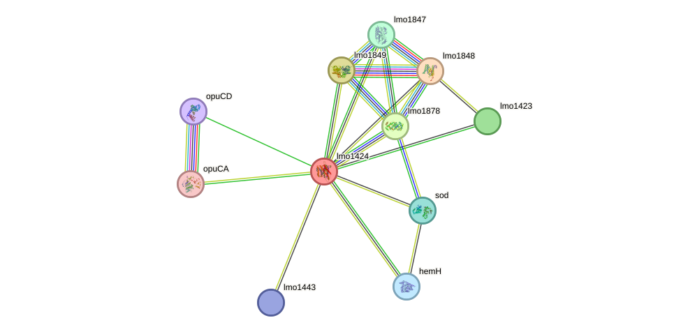 STRING protein interaction network