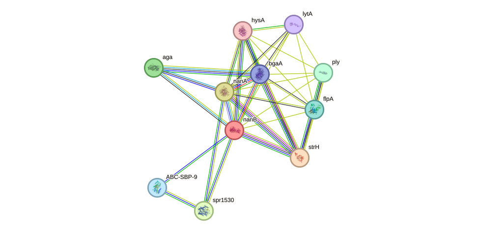 STRING protein interaction network