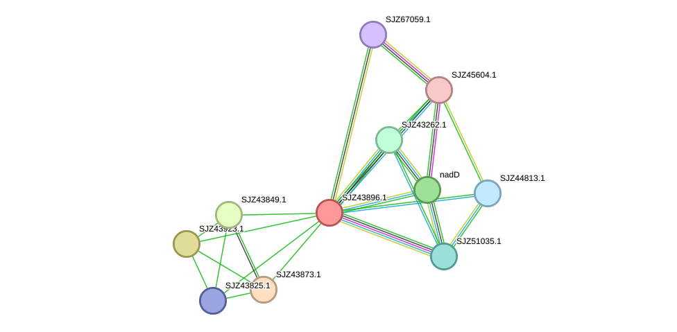 STRING protein interaction network