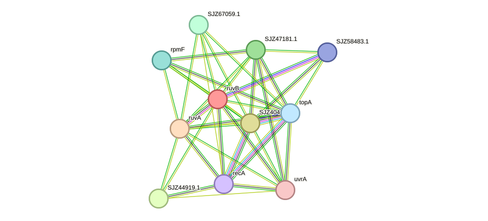 STRING protein interaction network