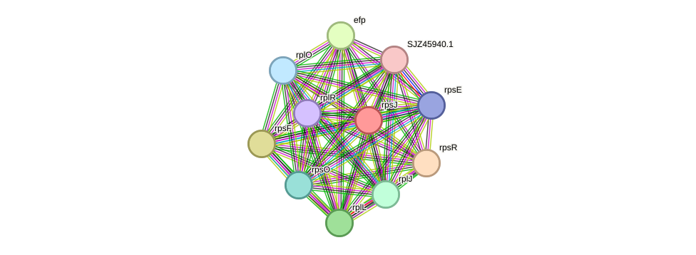 STRING protein interaction network