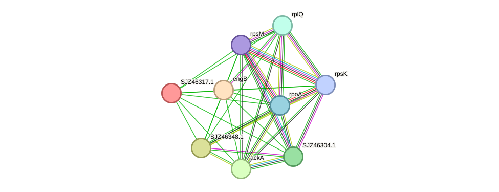 STRING protein interaction network