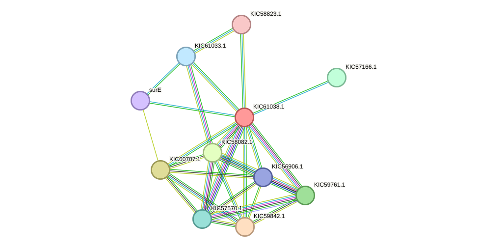 STRING protein interaction network