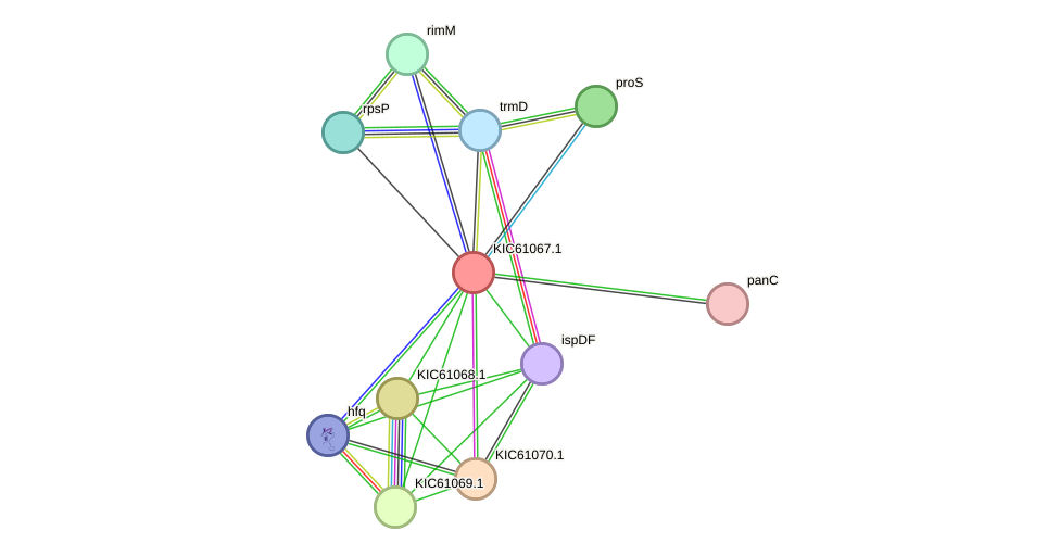 STRING protein interaction network