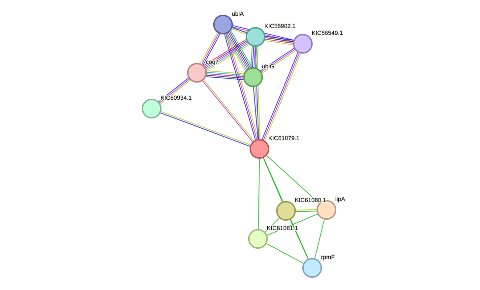 STRING protein interaction network