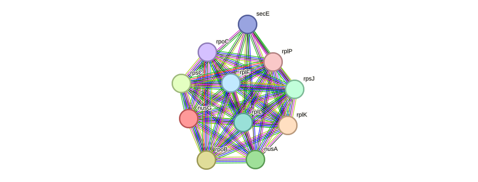 STRING protein interaction network