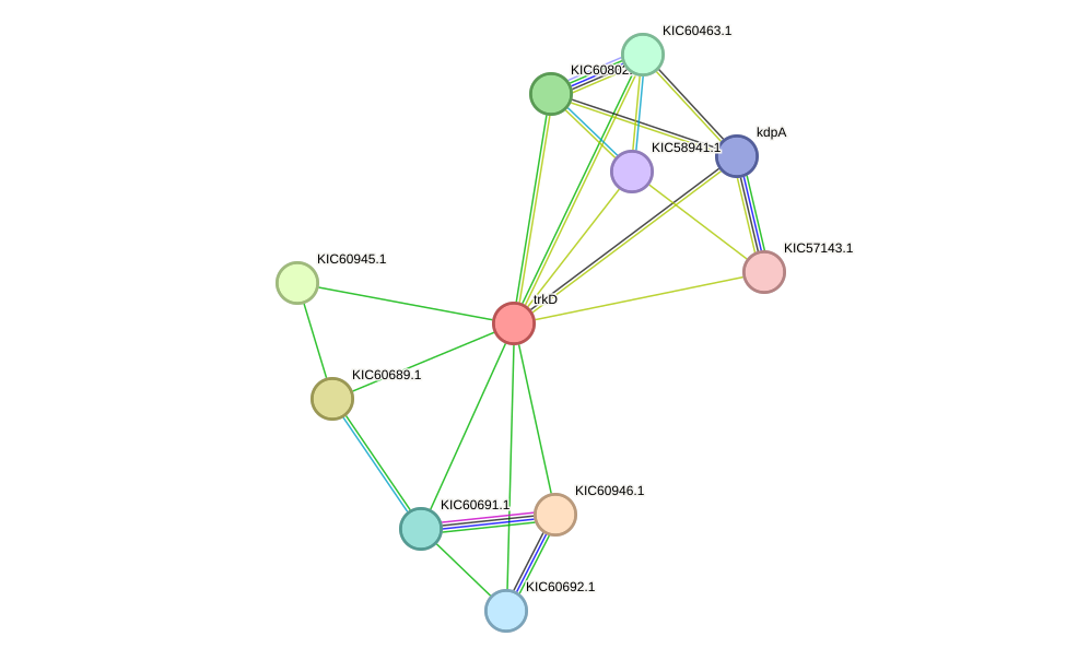 STRING protein interaction network