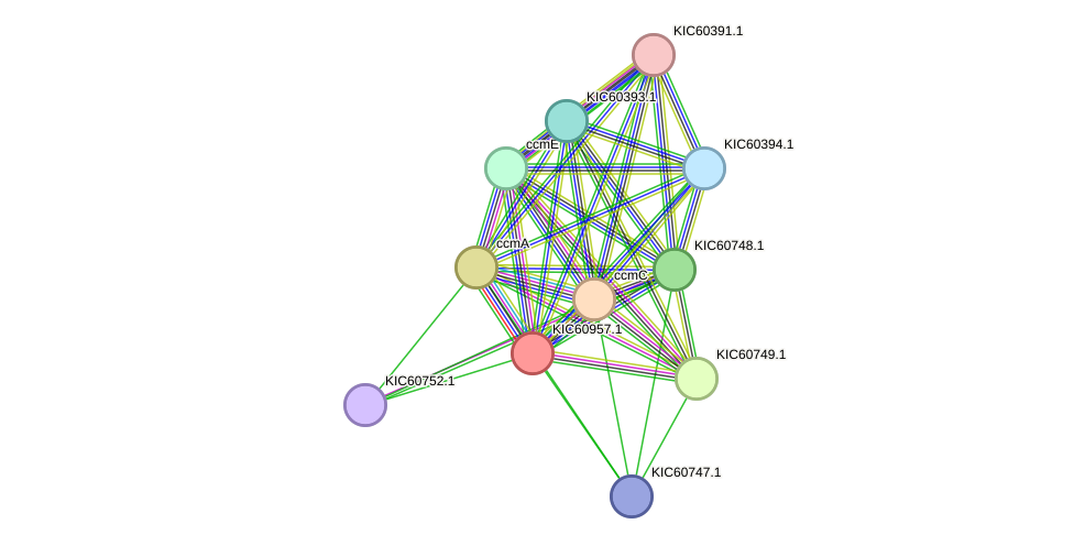 STRING protein interaction network