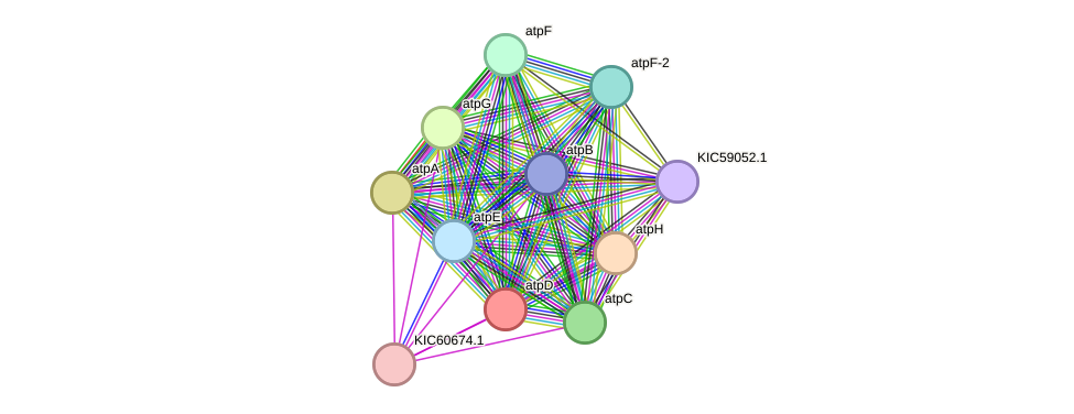 STRING protein interaction network
