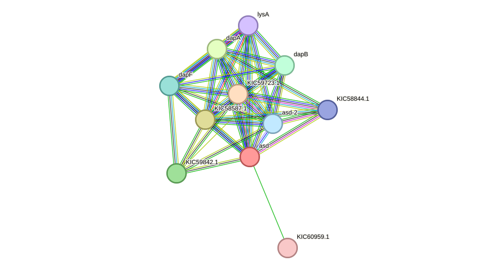 STRING protein interaction network