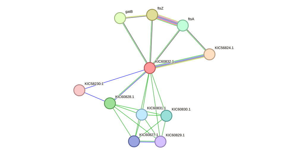 STRING protein interaction network