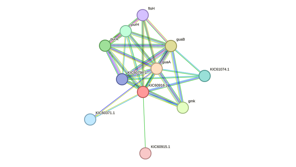 STRING protein interaction network