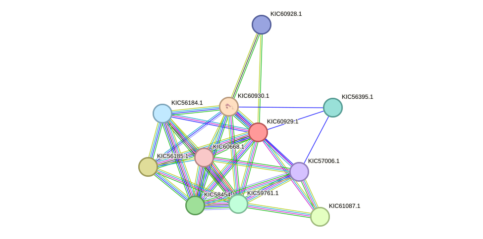 STRING protein interaction network