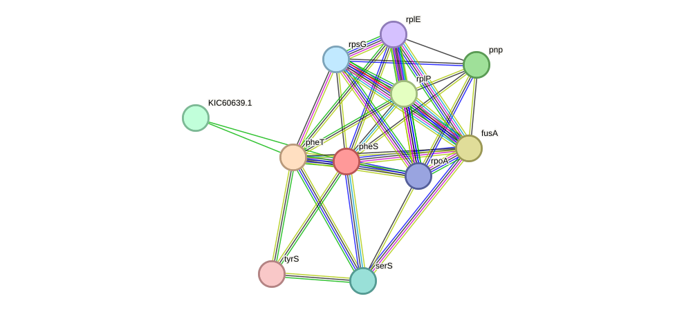 STRING protein interaction network