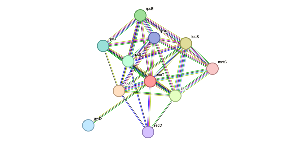 STRING protein interaction network