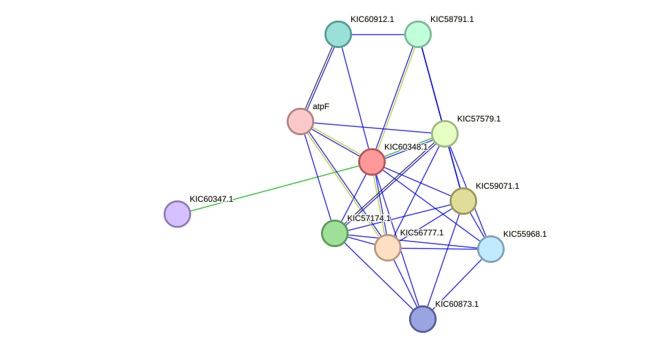 STRING protein interaction network