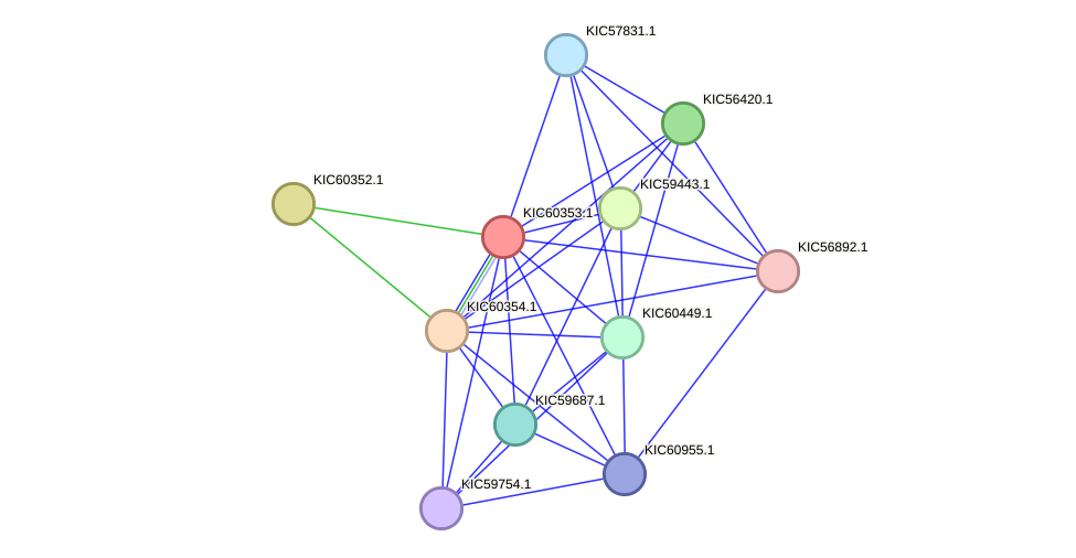 STRING protein interaction network