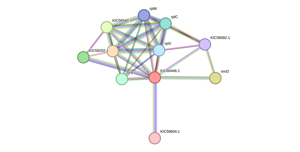 STRING protein interaction network