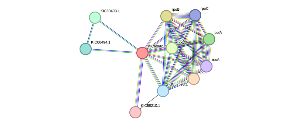 STRING protein interaction network