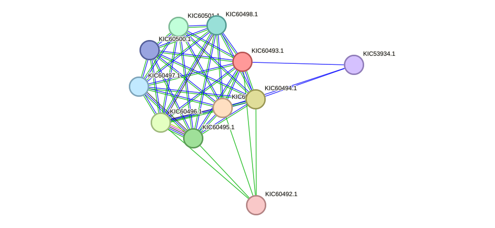 STRING protein interaction network