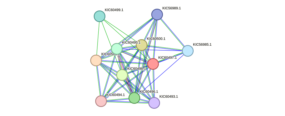 STRING protein interaction network