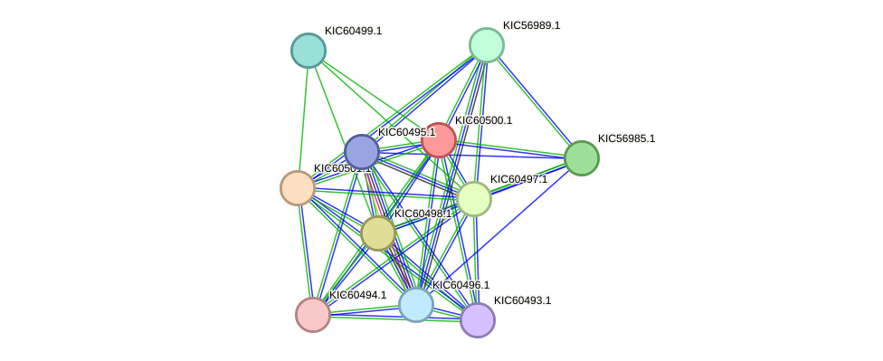 STRING protein interaction network