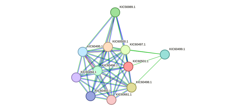STRING protein interaction network