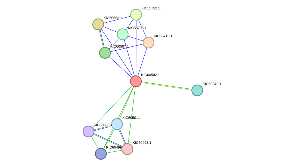STRING protein interaction network