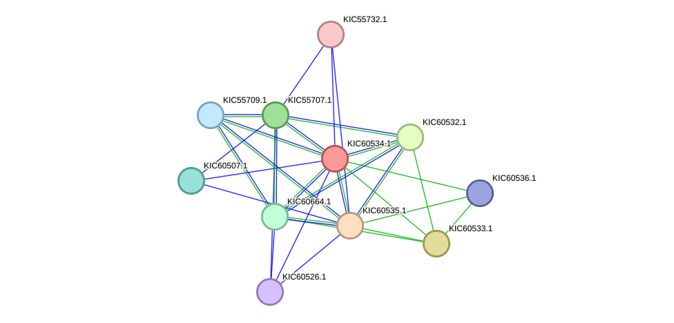 STRING protein interaction network