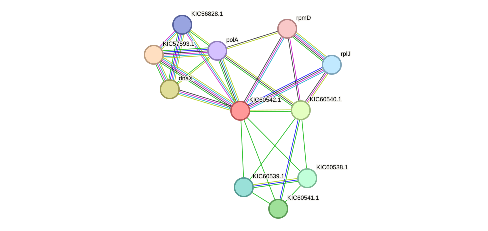 STRING protein interaction network