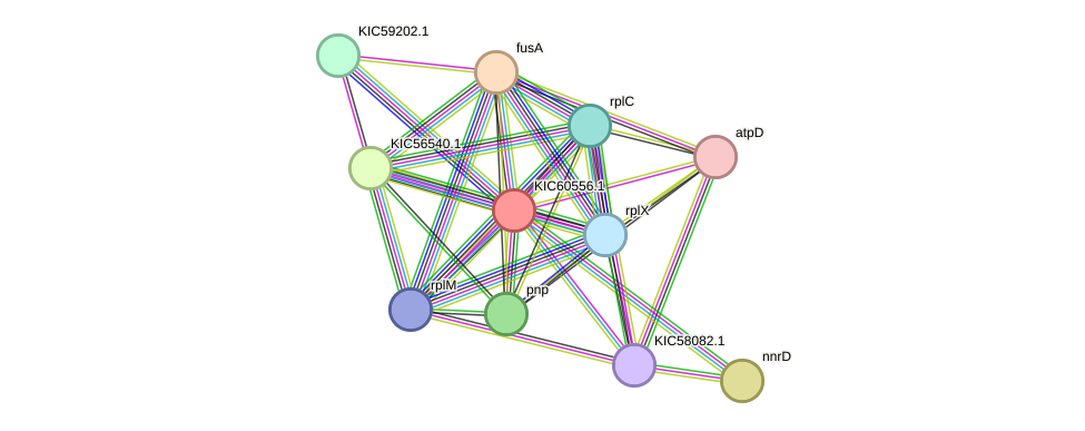STRING protein interaction network