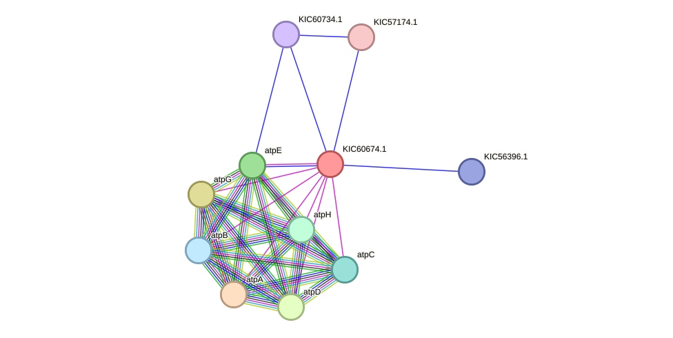 STRING protein interaction network