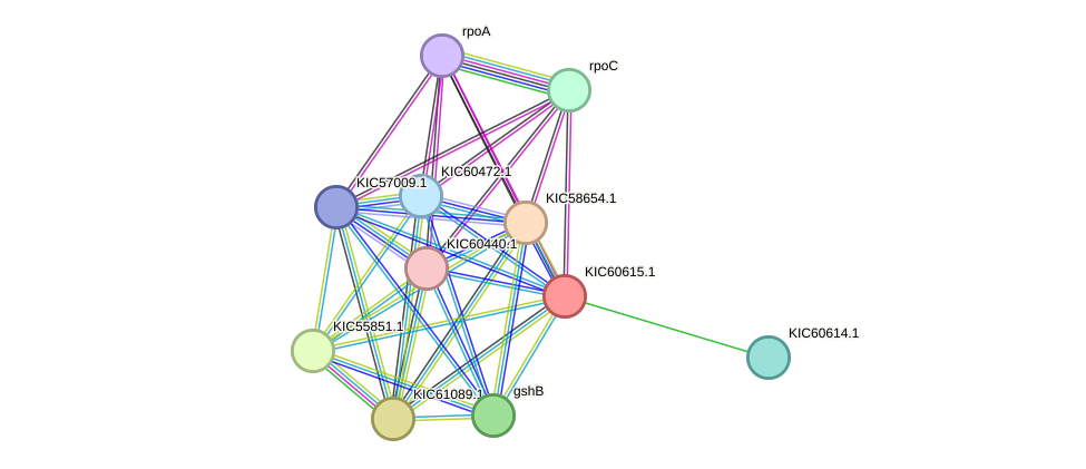 STRING protein interaction network