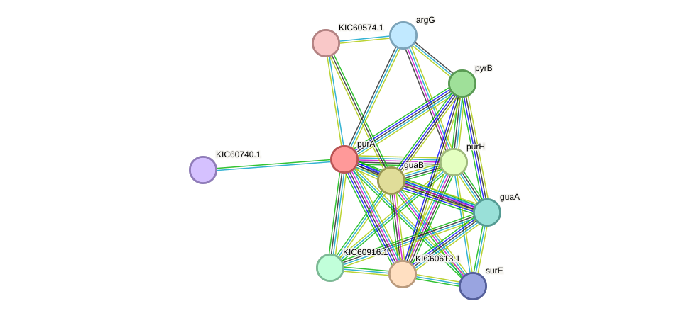 STRING protein interaction network