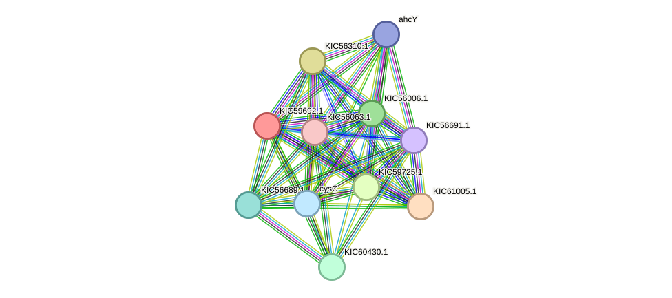 STRING protein interaction network