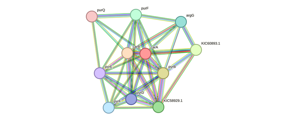 STRING protein interaction network
