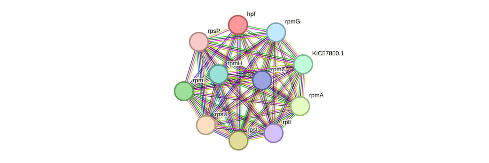 STRING protein interaction network