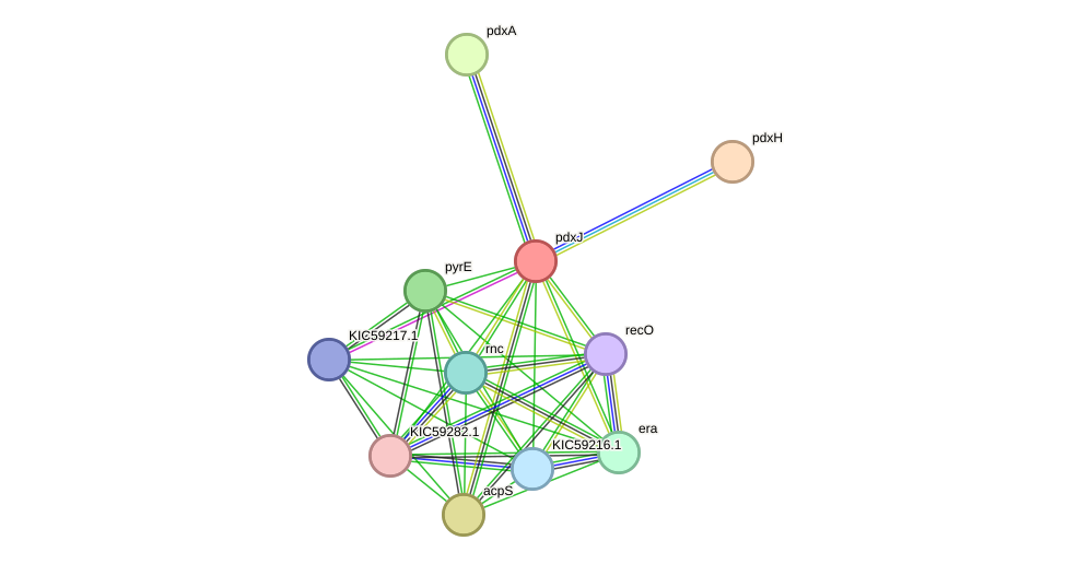 STRING protein interaction network