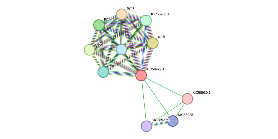 STRING protein interaction network
