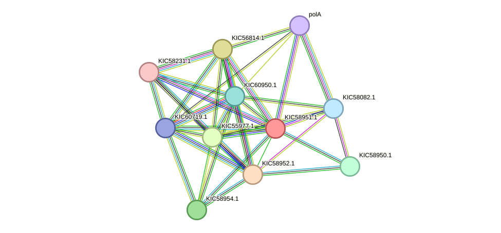 STRING protein interaction network